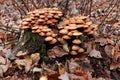 Kuehneromyces mutabilis commonly known as the sheathed woodtuft Royalty Free Stock Photo