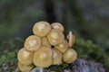 Kuehneromyces mutabilis commonly known as the sheathed woodtuft, is an edible mushroom that grows in clumps on tree stumps Royalty Free Stock Photo