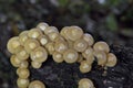 Kuehneromyces mutabilis commonly known as the sheathed woodtuft, is an edible mushroom that grows in clumps on tree stumps Royalty Free Stock Photo