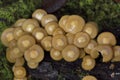 Kuehneromyces mutabilis commonly known as the sheathed woodtuft, is an edible mushroom that grows in clumps on tree stumps Royalty Free Stock Photo