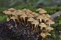 Kuehneromyces mutabilis commonly known as the sheathed woodtuft, is an edible mushroom that grows in clumps on tree stumps Royalty Free Stock Photo