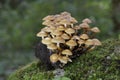 Kuehneromyces mutabilis commonly known as the sheathed woodtuft, is an edible mushroom that grows in clumps on tree stumps Royalty Free Stock Photo