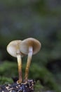 Kuehneromyces mutabilis commonly known as the sheathed woodtuft, is an edible mushroom that grows in clumps on tree stumps . Royalty Free Stock Photo