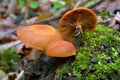 Kuehneromyces mutabilis mushroom Royalty Free Stock Photo