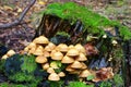 Kuehneromyces mutabilis mushrooms Royalty Free Stock Photo