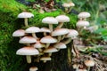 Kuehneromyces mutabilis mushrooms Royalty Free Stock Photo