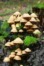 Kuehneromyces mutabilis mushrooms Royalty Free Stock Photo