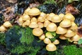 Kuehneromyces mutabilis mushrooms Royalty Free Stock Photo