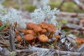 Kuehneromyces mutabilis mushrooms Royalty Free Stock Photo