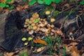 Kuehneromyces mutabilis mushrums