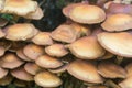 Kuehneromyces mutabilis, Pholiota mutabilis, sheathed woodtuft Royalty Free Stock Photo