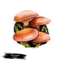 Kuehneromyces mutabilis sheathed woodtuft, is an edible mushroom grows in clumps on tree stumps. Digital art illustration, natural Royalty Free Stock Photo