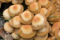 Kuehneromyces mutabilis, sheathed woodtuft mushroom  in forest Royalty Free Stock Photo