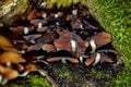 Kuehneromyces mutabilis - sheathed woodtuft mushroom or fungus, is an edible mushroom Royalty Free Stock Photo