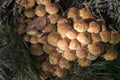 Kuehneromyces mutabilis, sheathed woodtuft mushrooms closeup