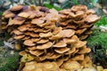 Kuehneromyces mutabilis, sheathed woodtuft mushrooms closeup