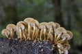 Kuehneromyces mutabilis commonly known as the sheathed woodtuft, is an edible mushroom that grows in clumps on tree stumps Royalty Free Stock Photo