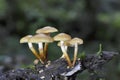 Kuehneromyces mutabilis commonly known as the sheathed woodtuft, is an edible mushroom that grows in clumps on tree stumps Royalty Free Stock Photo