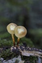 Kuehneromyces mutabilis commonly known as the sheathed woodtuft, is an edible mushroom that grows in clumps on tree stumps Royalty Free Stock Photo