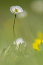 KuepferÃÂ´s Buttercup, Ranunculus kuepferi Royalty Free Stock Photo