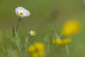 KuepferÃÂ´s Buttercup, Ranunculus kuepferi Royalty Free Stock Photo