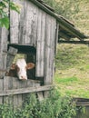 A brown piebald cow looks out of the window Royalty Free Stock Photo