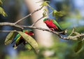 Kuhl\'s Lorikeet, Vini kuhlii