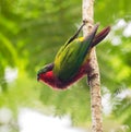 Kuhl\'s Lorikeet, Vini kuhlii