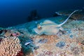 Kuhl`s Stingray on a dark coral reef Royalty Free Stock Photo