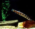 KUHLI LOACH pangio kuhli Royalty Free Stock Photo