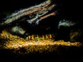 Kuhli loach Pangio kuhlii in a fish tank with blurred background Royalty Free Stock Photo