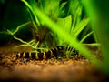 Kuhli loach Pangio kuhlii isolated in a fish tank with blurred background Royalty Free Stock Photo