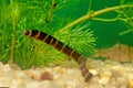 The kuhli loach Pangio kuhlii Royalty Free Stock Photo