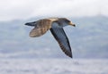 Kuhls pijlstormvogel, Cory's Shearwater, Calonectris diomedea Royalty Free Stock Photo