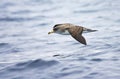 Kuhls pijlstormvogel, Cory's Shearwater, Calonectris diomedea Royalty Free Stock Photo