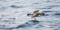 Kuhls pijlstormvogel, Cory's Shearwater, Calonectris diomedea Royalty Free Stock Photo
