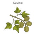 Kukui nut Aleurites moluccanus , or candlenut, indian walnut, medicinal plant Royalty Free Stock Photo