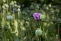 Poppy flower and poppy waiting to be harvested in the field Royalty Free Stock Photo