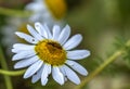 A red insect sleeping on a daisy