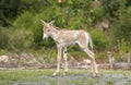 Kulan Royalty Free Stock Photo