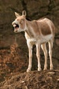 Kulan, Equus hemionus kulan