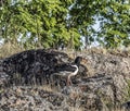 Kulik forty, on the coast of the White sea, Russia. Royalty Free Stock Photo