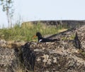 Kulik-forty sits on a nest on an island in the White sea, Russia