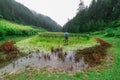 Kullu, Himachal Pradesh, India - September 02, 2018 : Grass covered punrik rishi lake surrounded by deodar tree Royalty Free Stock Photo