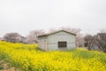 Cherry blossom tunnel and fields of yellow flowering nanohana at Kumagaya Arakawa Ryokuchi Park in Kumagaya,Saitama,Japan.Also kno Royalty Free Stock Photo