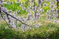 Cherry blossom tunnel and fields of yellow flowering nanohana at Kumagaya Arakawa Ryokuchi Park in Kumagaya,Saitama,Japan.Also kno Royalty Free Stock Photo