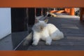 Stray cats are sleeping in front of the Honmyo-ji Temple in sunlight Royalty Free Stock Photo