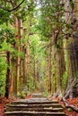 Kumano Kodo at Daimon-zaka, a sacred trail designated as a UNESCO World Heritage site in Nachi, Wakayama, Japan