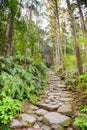 Kumano Kodo Sacred Trail