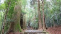 Kumano kodo trail